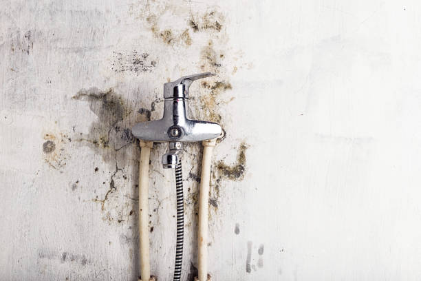 Certified Mold Removal in Swede Heaven, WA