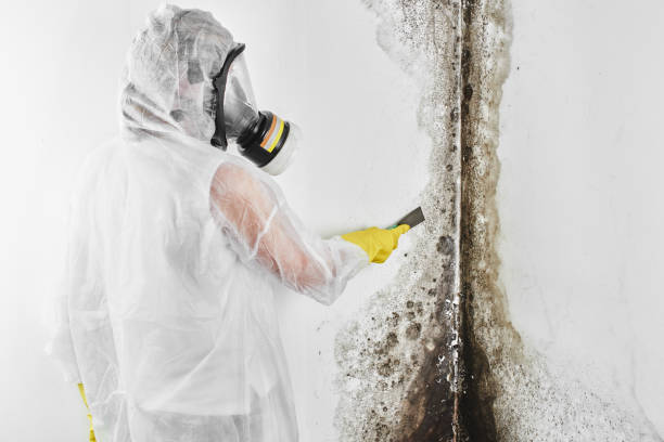 Best Mold Damage Repair  in Swede Heaven, WA