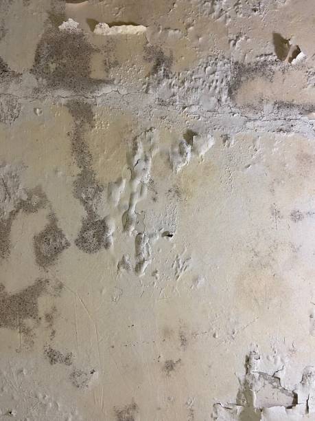 Best Black Mold Removal  in Swede Heaven, WA