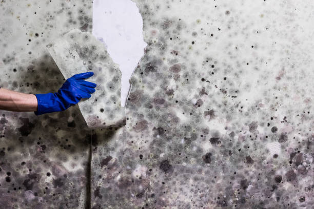 Best Certified Mold Removal  in Swede Heaven, WA