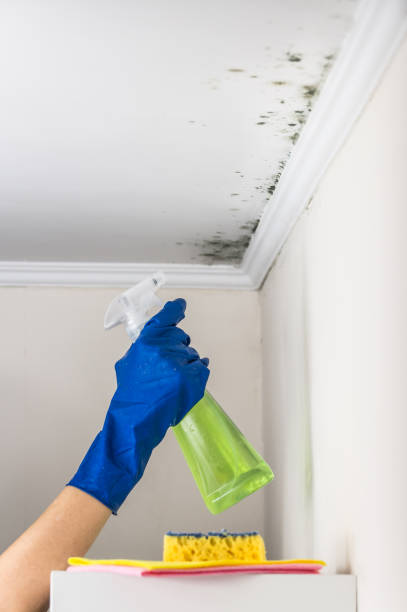 Best Crawl Space Mold Removal  in Swede Heaven, WA