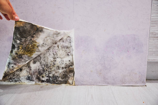 Best Home Mold Removal  in Swede Heaven, WA